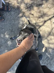 Adoptionsprofil für Sasa
