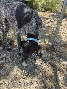 Adopt Sasa