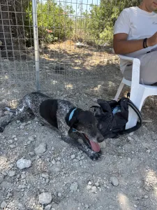 Adopt Sasa