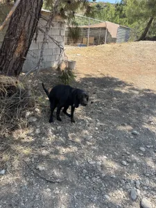Hund Akis adoptieren