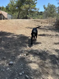 Hund Akis adoptieren