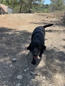 Hund Akis adoptieren