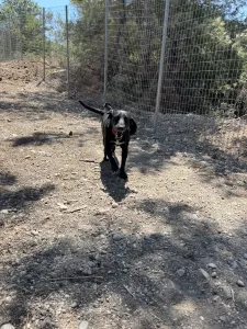Hund Akis adoptieren
