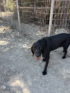 Hund Akis adoptieren