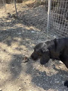 Hund Akis adoptieren