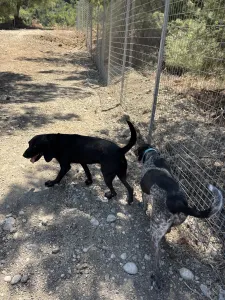 Hund Akis adoptieren
