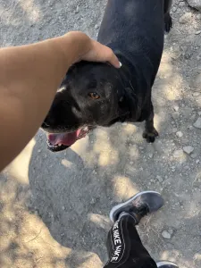 Hund Akis adoptieren