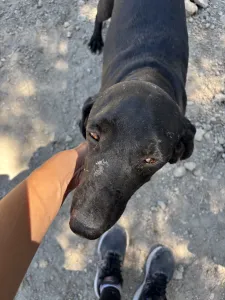 Hund Akis adoptieren