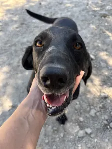 Hund Akis adoptieren