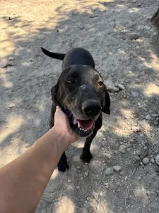 Hund Akis adoptieren