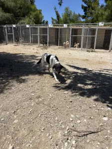 Adoptionsprofil für Carrot