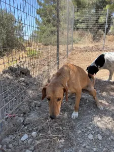 Adoptionsprofil für Orfeas
