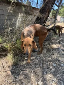 Hund Orfeas adoptieren