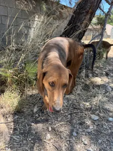 Hund Orfeas adoptieren