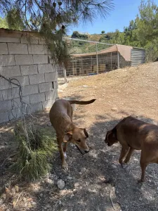 Adoptionsprofil für Vanilia