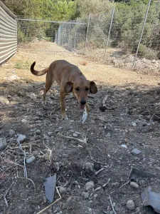 Adopt Vanilia