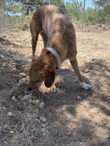 Adopt Vanilia