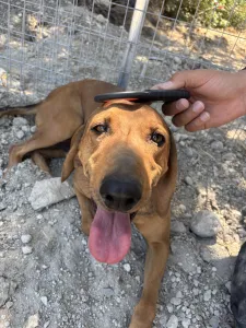 Hund Orfeas adoptieren