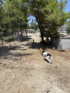 Hund Orfeas adoptieren