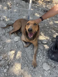 Hund Orfeas adoptieren