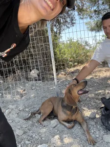 Hund Orfeas adoptieren