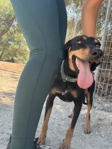 Adopt Ben