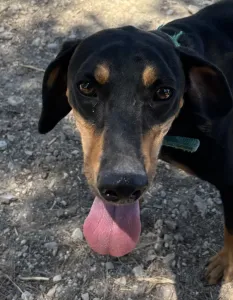 Adopt Ben