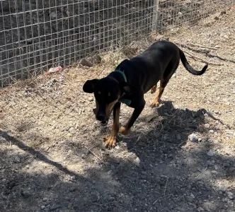 Adopt Ben