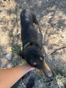 Adopt Ben