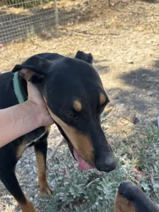 Adopt Ben