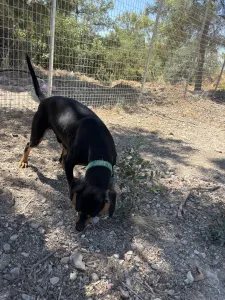 Adopt Ben