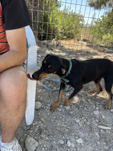 Adopt Ben