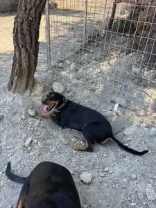 Adopt Ben