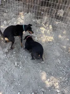 Adopt Ben