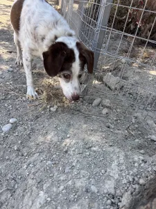 Υιοθεσία σκύλου Eleni