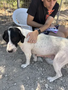 Adopt Gina