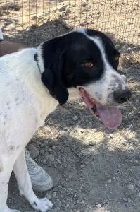 Adopt Gina
