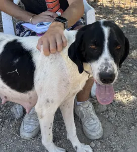 Adopt Gina