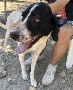 Adopt Gina