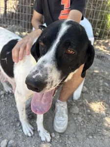 Adopt Gina