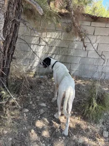 Adopt Gina