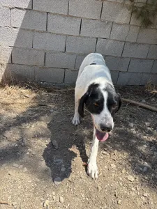 Adopt Gina