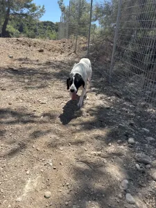Adoptionsprofil für Gina