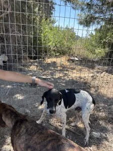 Adopt Foki