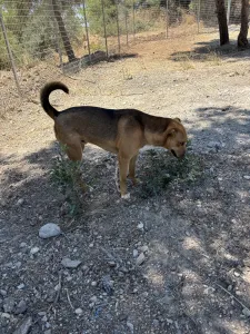 Adopt Tsiko