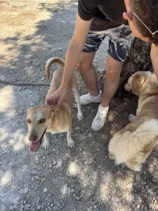 Hund Aria adoptieren