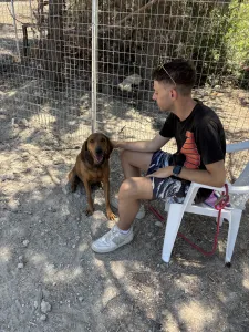 Hund Orfeas adoptieren