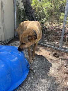 Hund Fernado adoptieren
