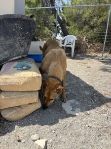 Hund Fernado adoptieren