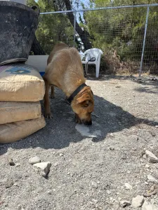 Hund Fernado adoptieren